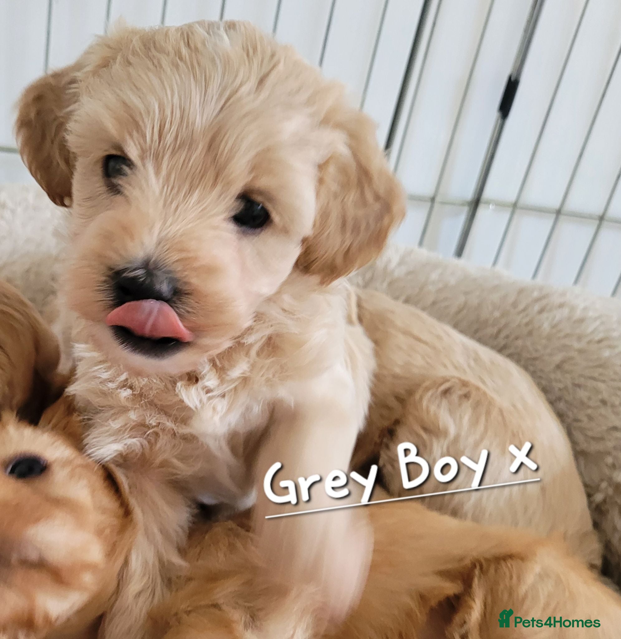 Maltipoo dogs  Beautiful Maltipoo Puppies 6 wks old 2 boys left - Advert 11