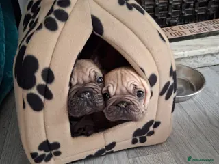 French Bulldog dogs Pink Gene x fluffy french bulldog puppies - Advert 3