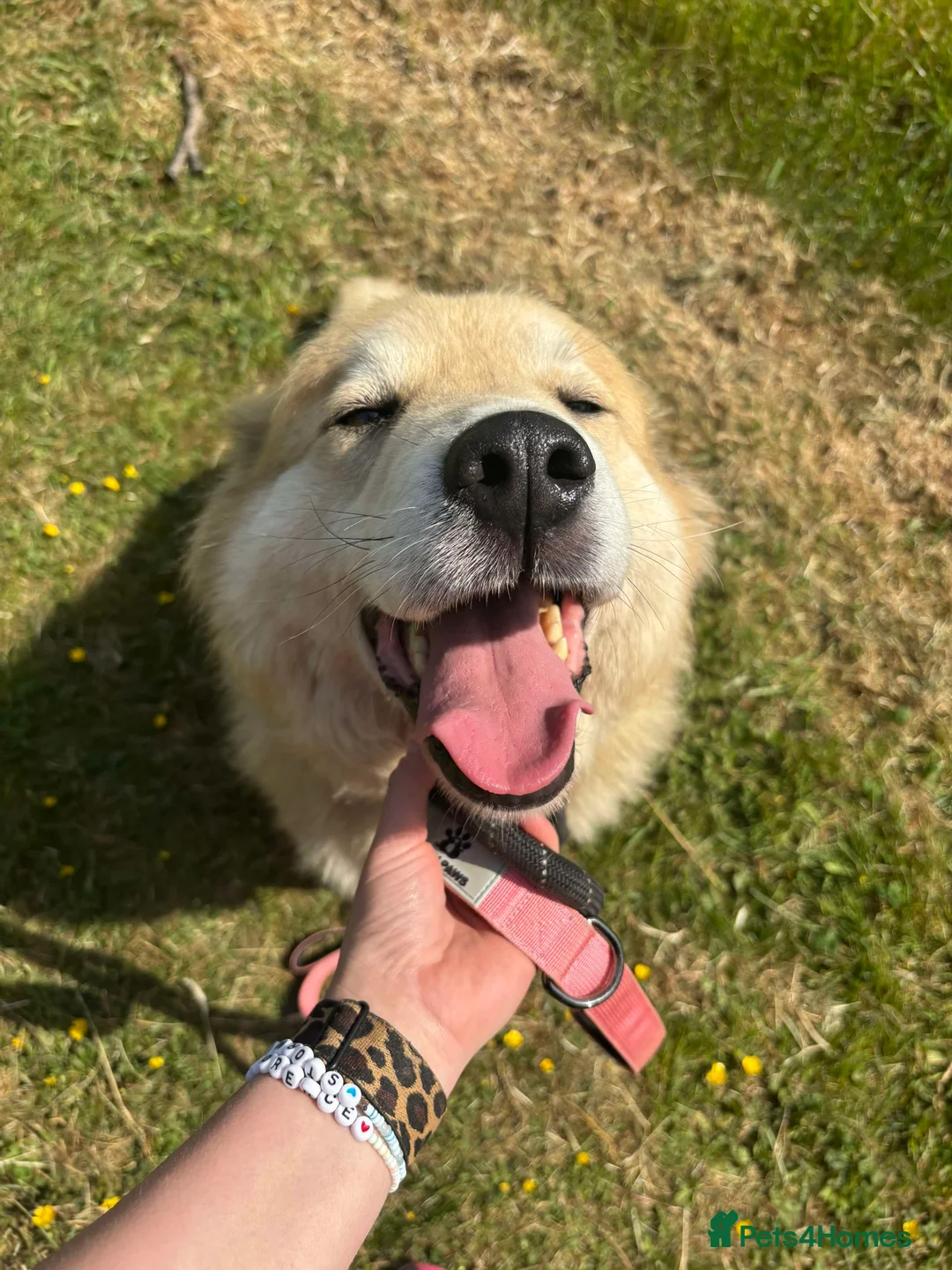 Mixed Breed dogs for adoption: Meet Paddy, currently residing in Cheshire  in Nantwich - Advert 18