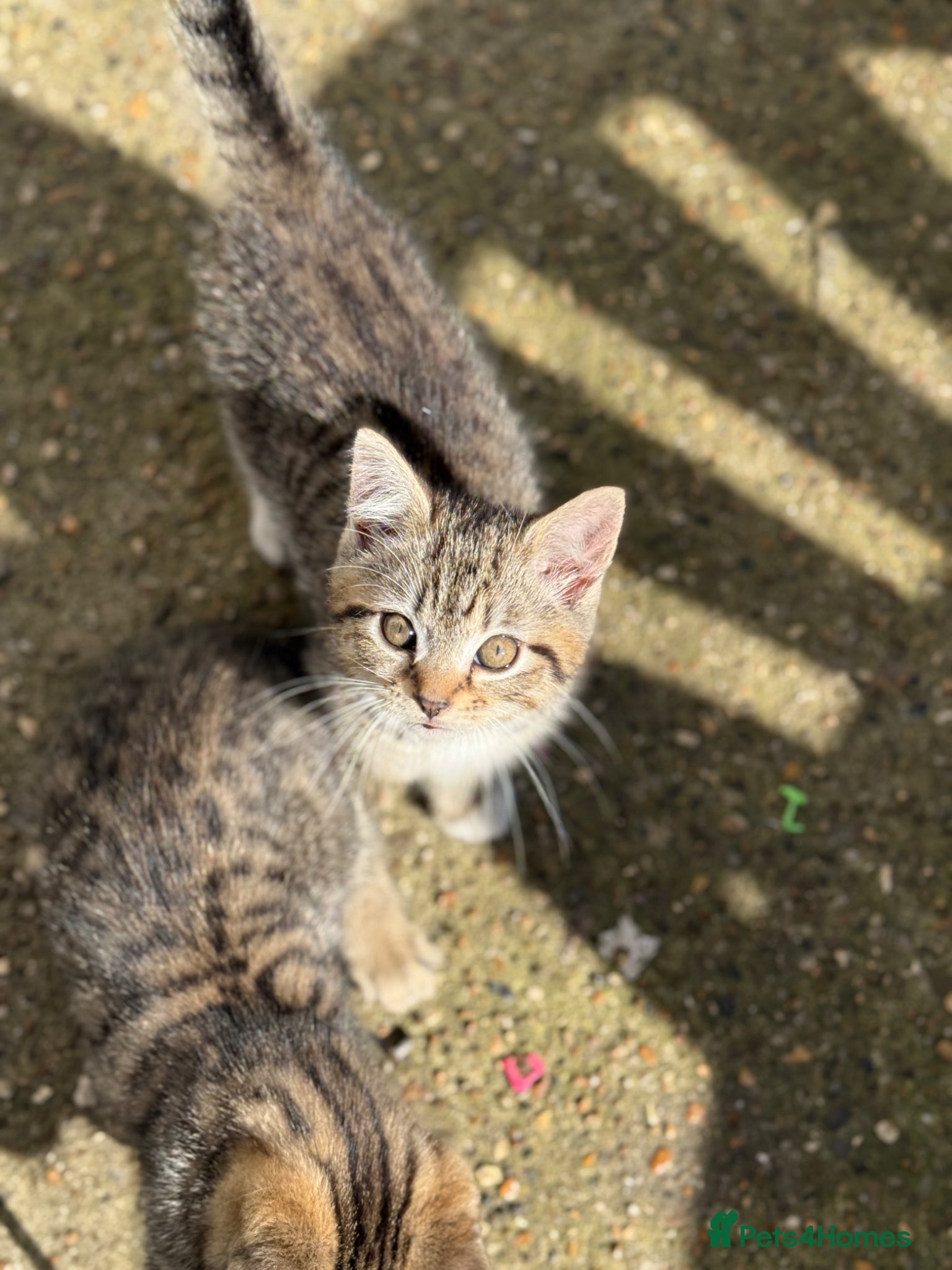 Mixed Breed cats cute mixed kittens  - Advert 1