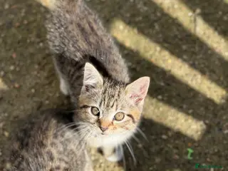 Mixed Breed cats cute mixed kittens - Advert 2