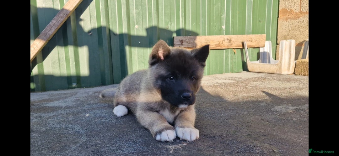 Akita dogs for sale: Adorable American akita puppys - Advert 7