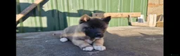Akita dogs for sale: Adorable American akita puppys - Advert 7