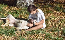 English Setter dogs for adoption: Boss  - Image 12