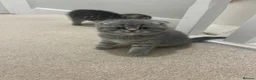 Scottish Fold cats for sale:  Rare Scottish Fold kittens ✨ - Advert 4