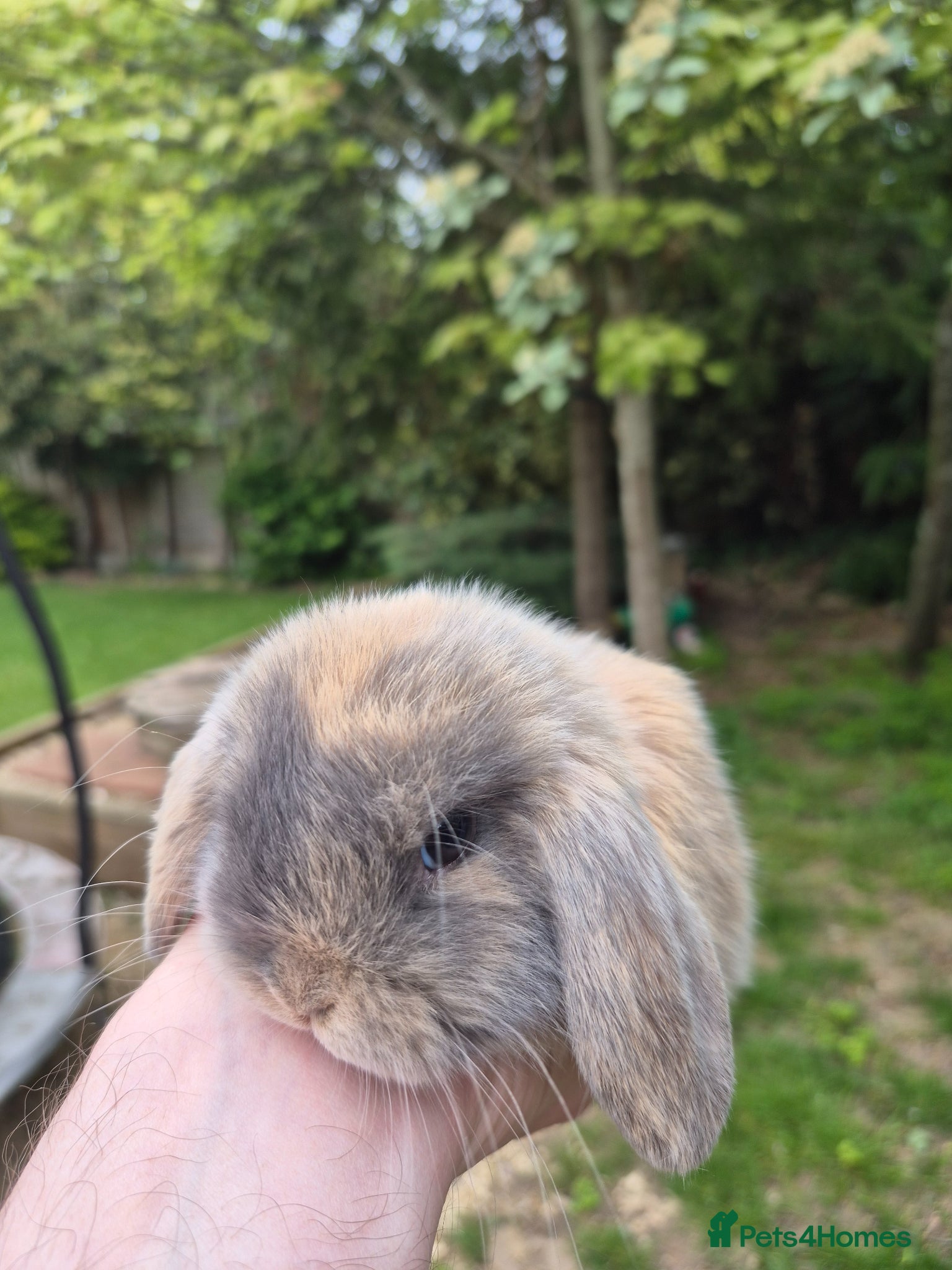 Mini Lop rabbits Mini lop babies - Advert 1