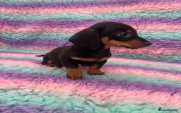Miniature Dachshund dogs for sale: Miniature Dachshund Boys and Girls From £700 - Image 33