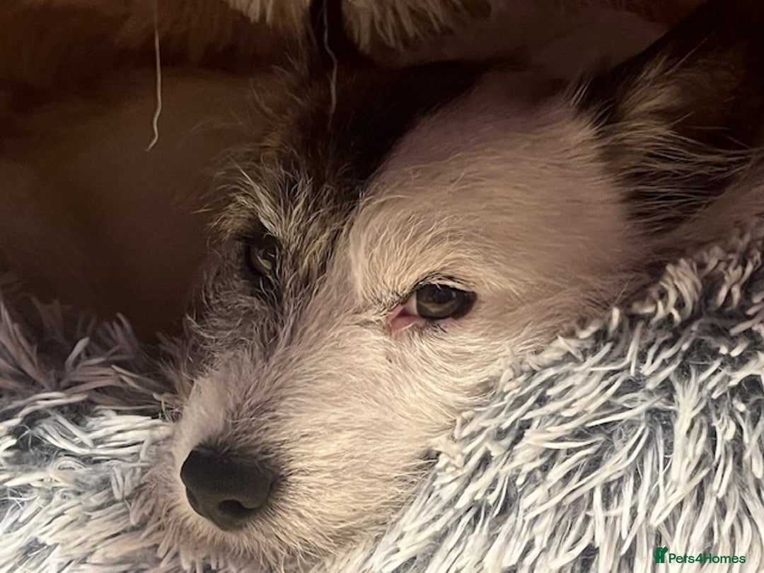 Jack Russell dogs for stud: Robbie for Stud in Exeter - Advert 14