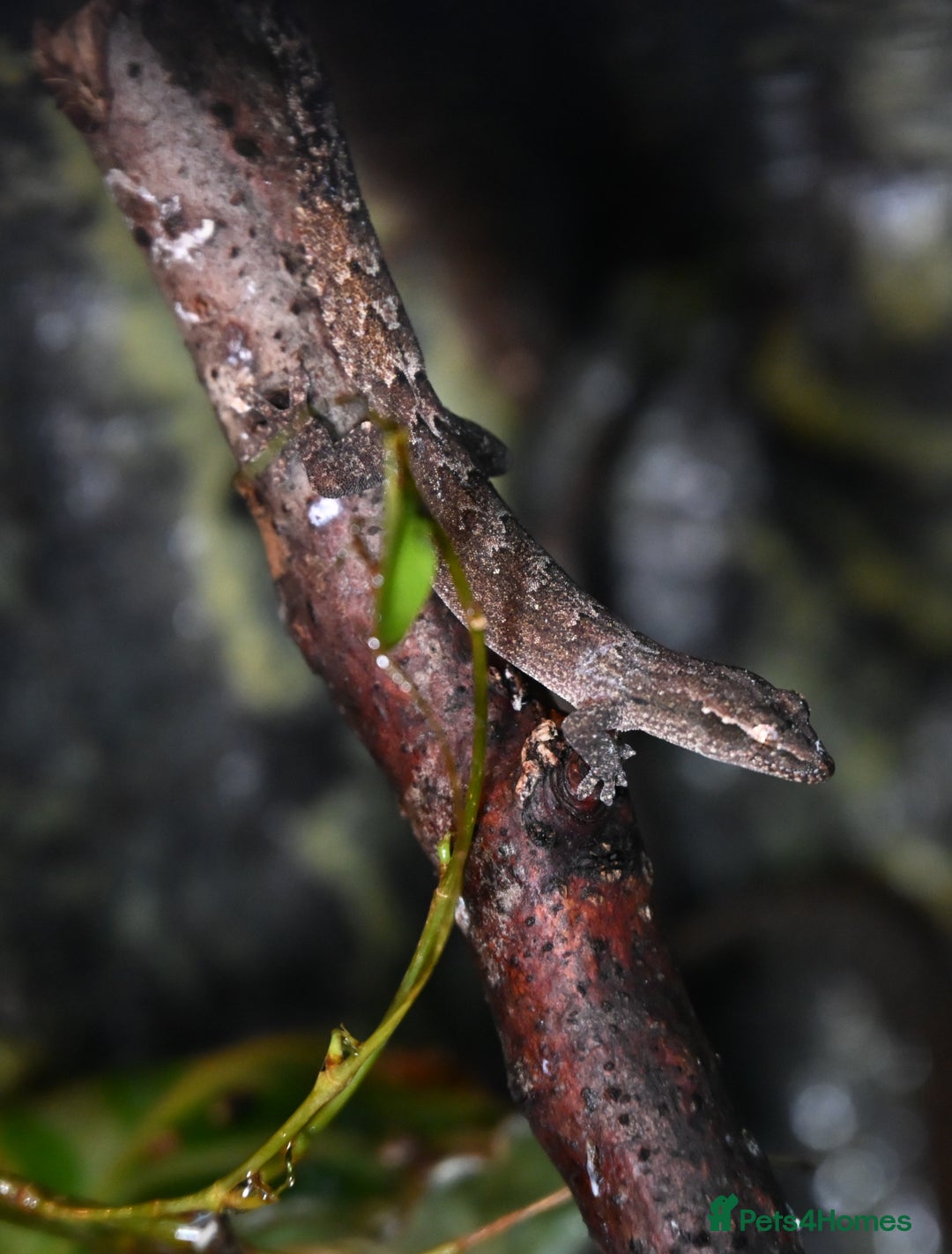 Gecko reptiles for sale: Mourning Geckos  - Advert 3