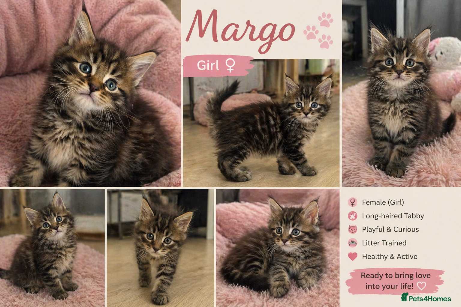 Maine Coon cats Maine Coon kittens  - Advert 1