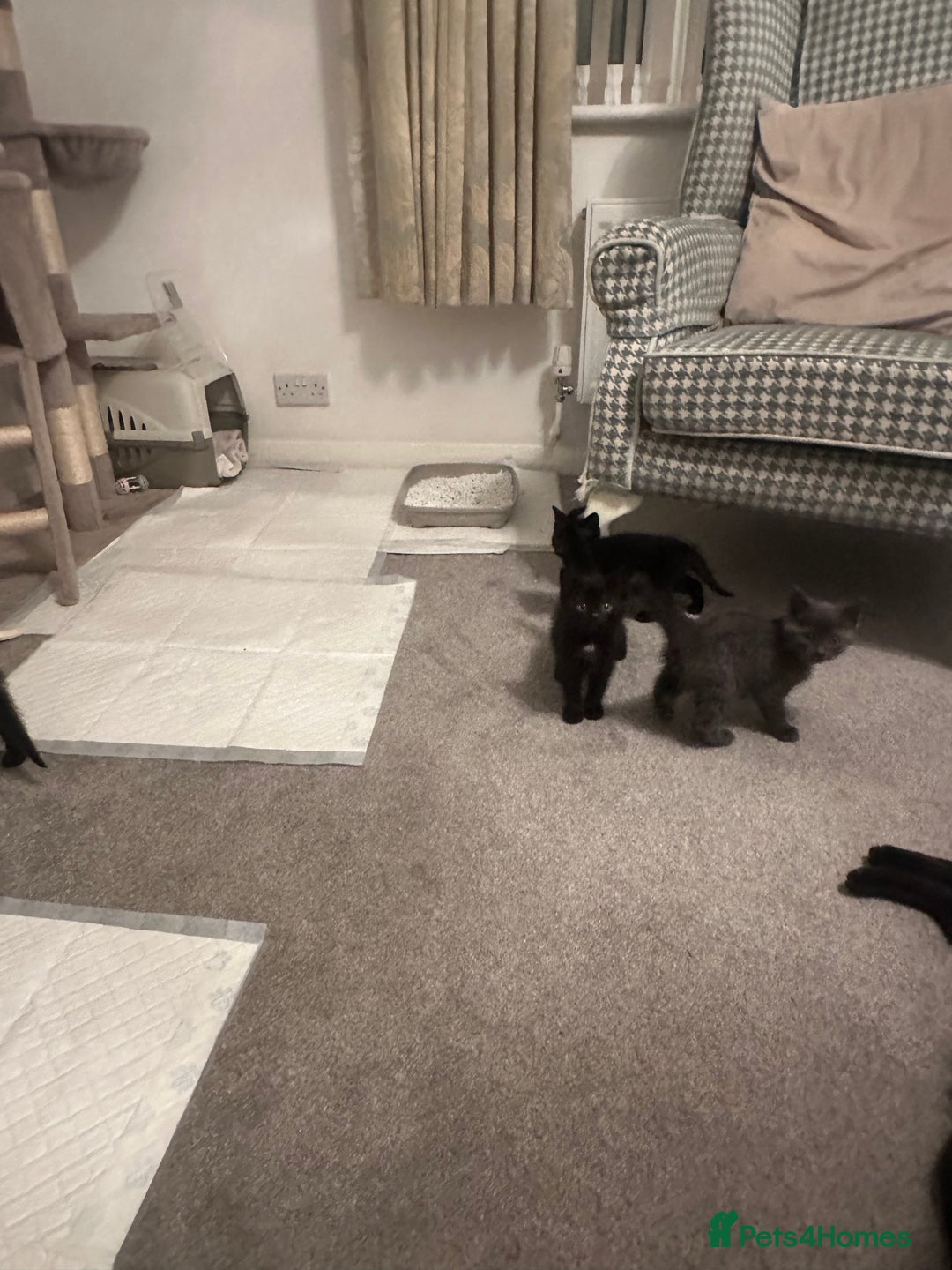 Mixed Breed cats for sale: 4 beautiful kittens - Advert 4