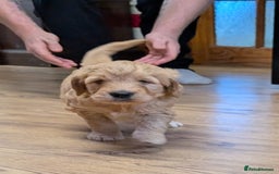 Goldendoodle dogs for sale: Goldendoodle F1 puppies  - Image 2