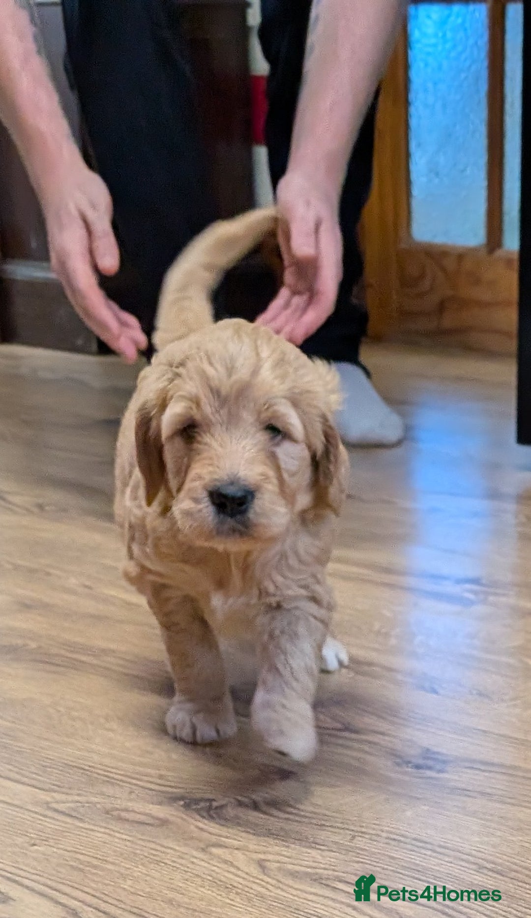 Goldendoodle dogs for sale: Goldendoodle F1 puppies  - Image 2