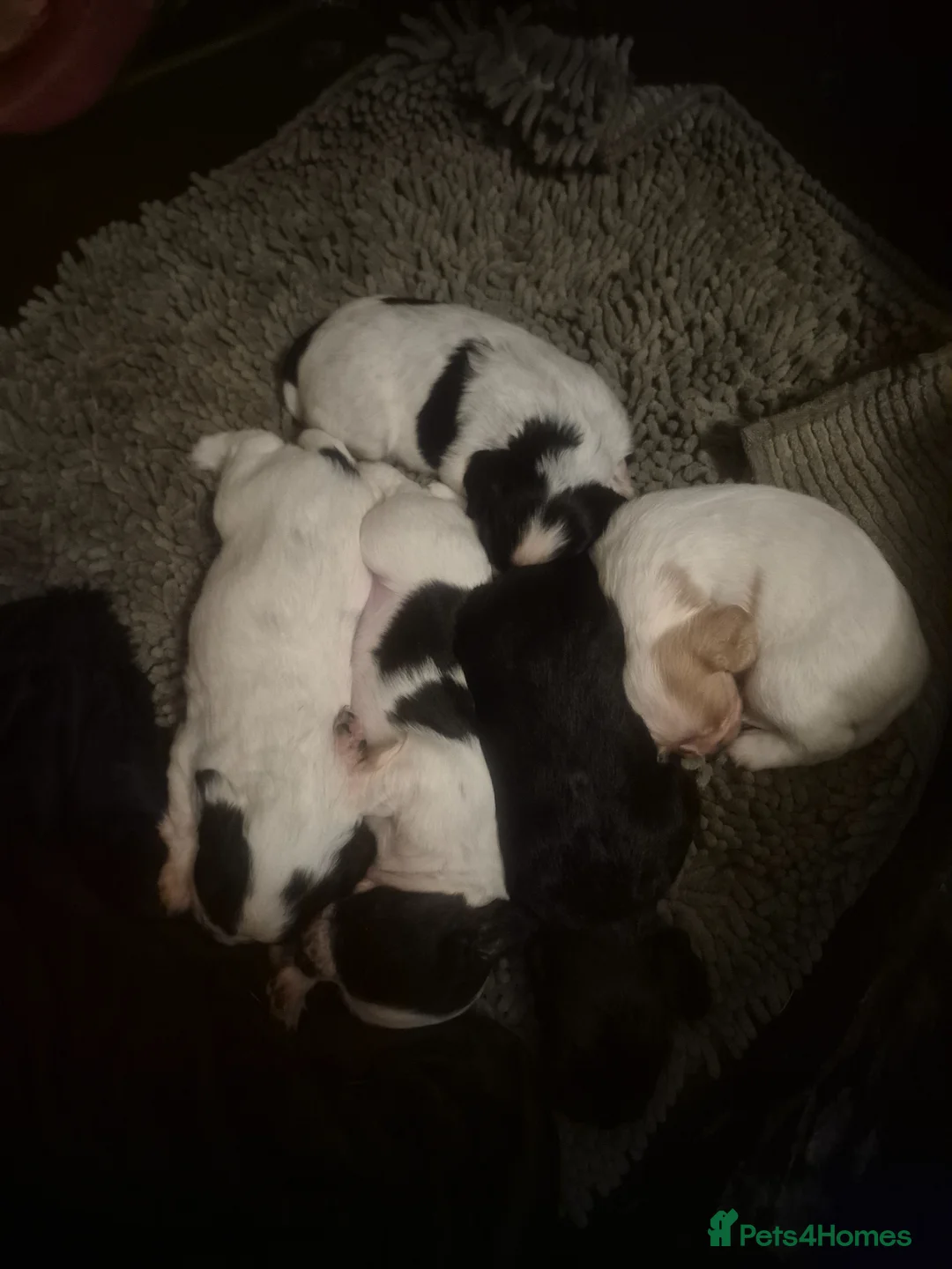 Cocker Spaniel dogs for sale: Cocker spaniel boys  - Advert 12