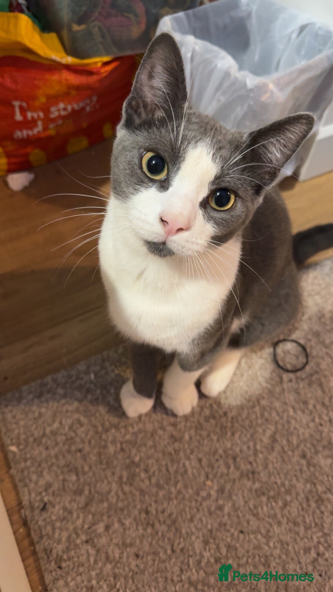 Mixed Breed cats REGGIE male 1 year old  - Advert 4