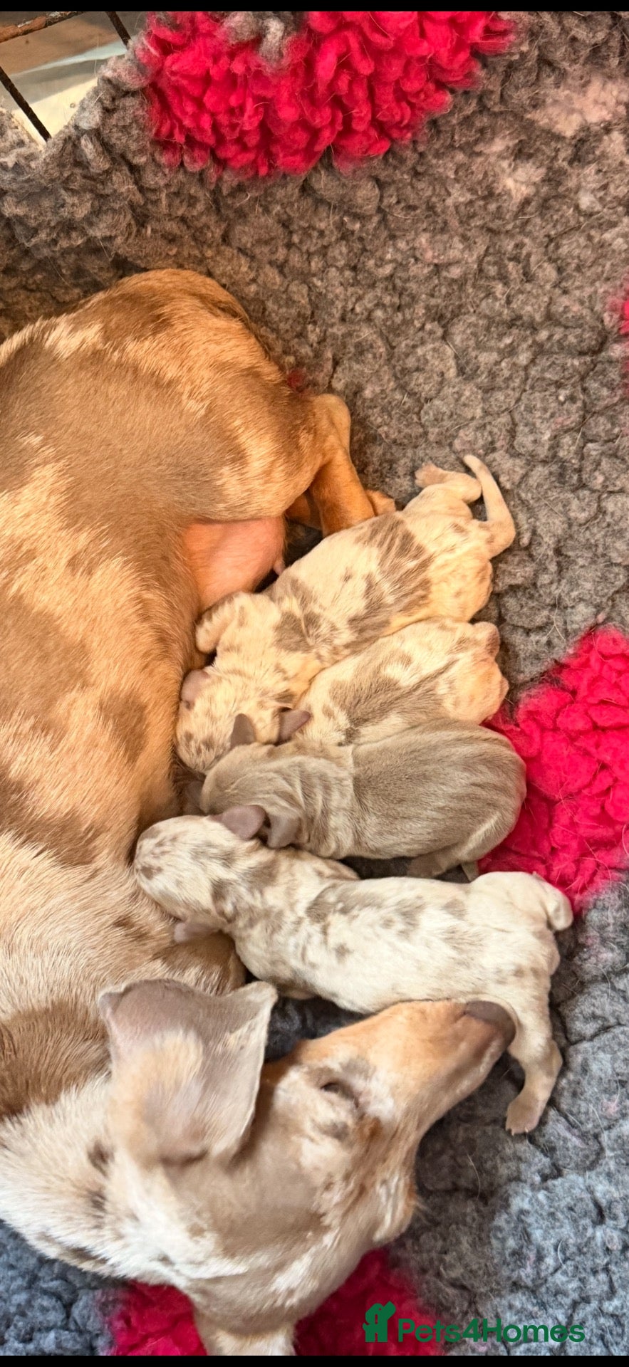 Miniature Dachshund dogs Miniature dachshund puppies  - Advert 7