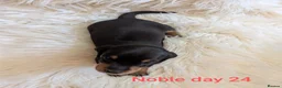Miniature Dachshund dogs for sale: KC Reg Mini Dachshund Puppies –Loving Homes Only!  - Advert 10