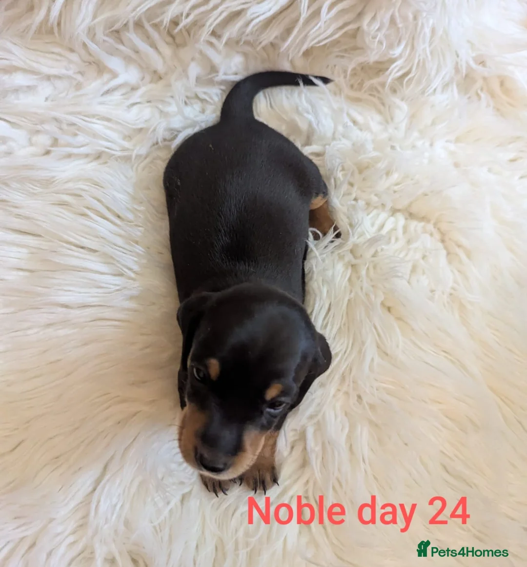 Miniature Dachshund dogs for sale: KC Reg Mini Dachshund Puppies –Loving Homes Only!  - Advert 10