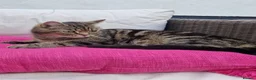 Mixed Breed cats for sale: Female Tabby Cat - Advert 7