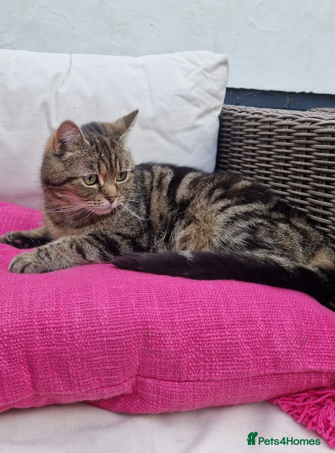 Mixed Breed cats for sale: Female Tabby Cat - Advert 7