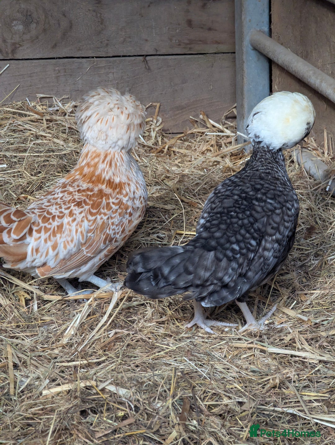 Chickens poultry for sale: Beautiful POL Pullets USA Silkies, Polish bantams  - Image 14