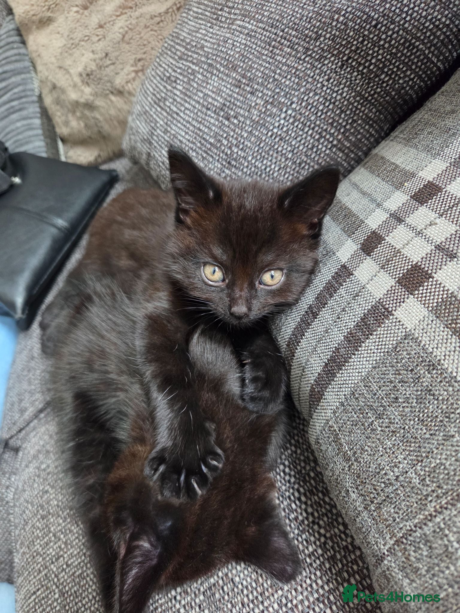 Mixed Breed cats 2 x kittens - Advert 1