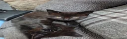 Mixed Breed cats for sale: 2 x kittens in Hyde - Advert 4