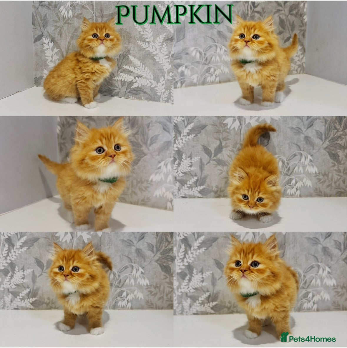 Persian cats Pure Breed Doll Faced Persian Kittens –Home Raised - Advert 1