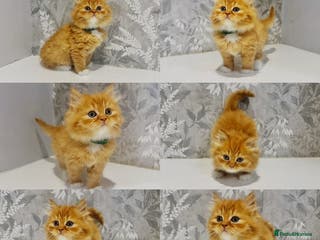 Persian cats Pure Breed Doll Faced Persian Kittens –Home Raised - Advert 1