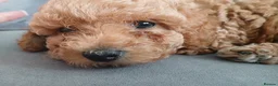 Mixed Breed dogs for sale: 3 Adorable F2B crested poos in Withernsea - Advert 6