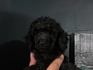 Toy Poodle dogs KC Reg True size Toy poodles early August - Advert 6