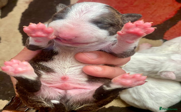 English Bull Terrier dogs - Advert 9