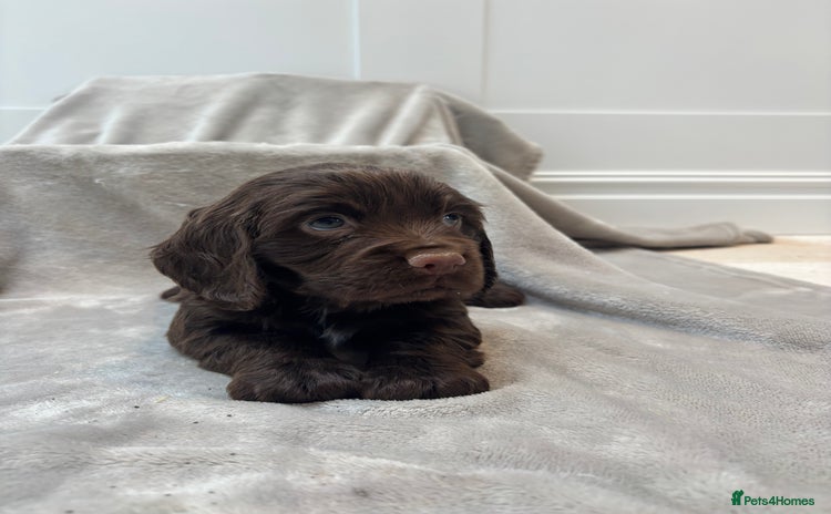 Cocker Spaniel dogs 4 stunning brown cocker spaniels 3 boys one girl  - Advert 2