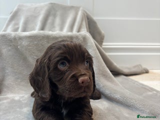 Cocker Spaniel dogs 4 stunning brown cocker spaniels 3 boys one girl - Advert 1