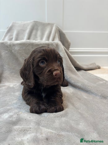 Cocker Spaniel dogs 4 stunning brown cocker spaniels 3 boys one girl - Advert 1