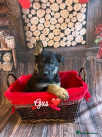 German Shepherd dogs German Shepherd pups Black&Sable..stunning litter! - Advert 1