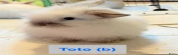 Lionhead rabbits for sale: Double Maned Lionheads Babies - Advert 29