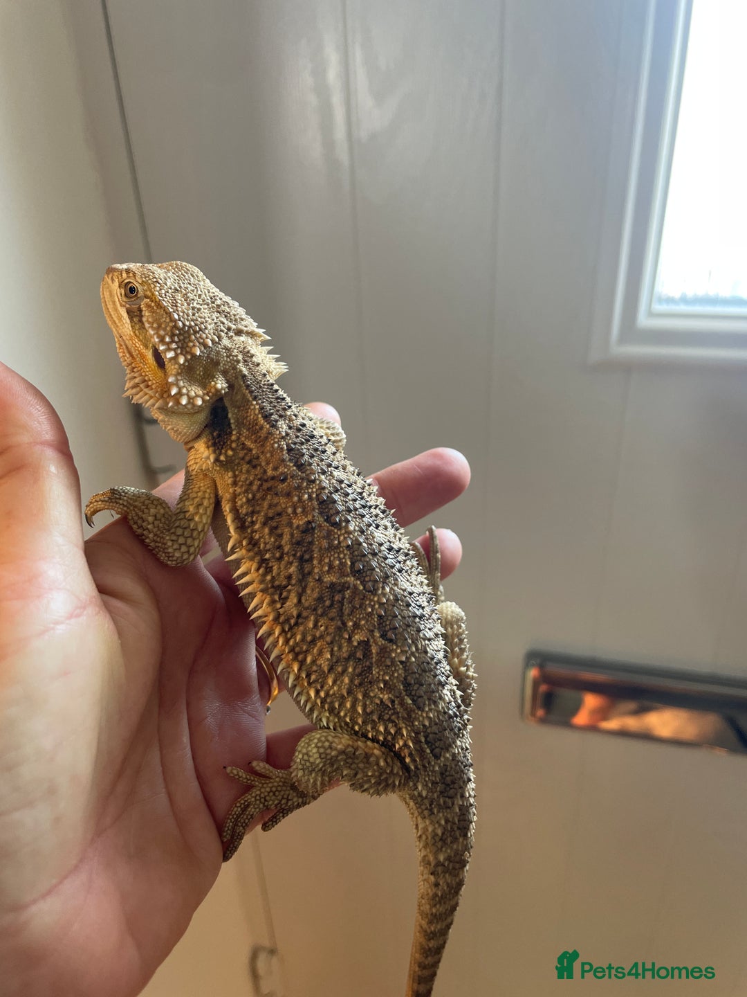 Bearded Dragon reptiles for sale: Baby bearded dragons need loving homes - Image 3