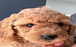 Miniature Poodle dogs for sale: Omg these Beautiful Litter Red Miniature Poodles  - Image 4