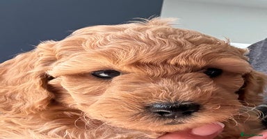 Miniature Poodle dogs - Advert 2