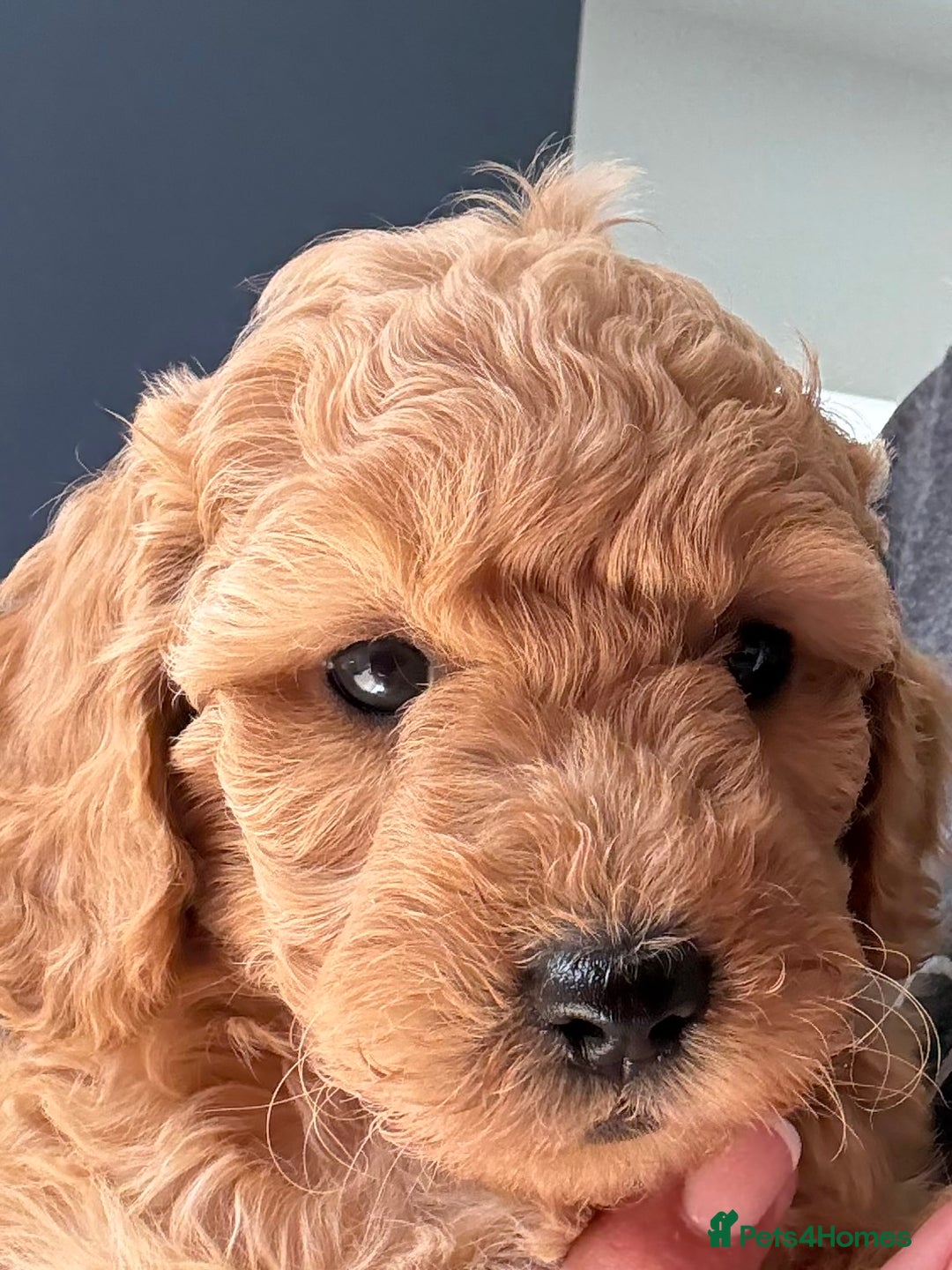 Miniature Poodle dogs for sale: Omg these Beautiful Litter Red Miniature Poodles  - Image 4
