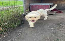 Mixed Breed dogs for adoption: SZITA, a Lovely Big Girl - for a Loving Home - Image 3