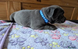 Staffordshire Bull Terrier dogs for sale: Beautiful Kennel registered blue staffie for sale  - Image 5