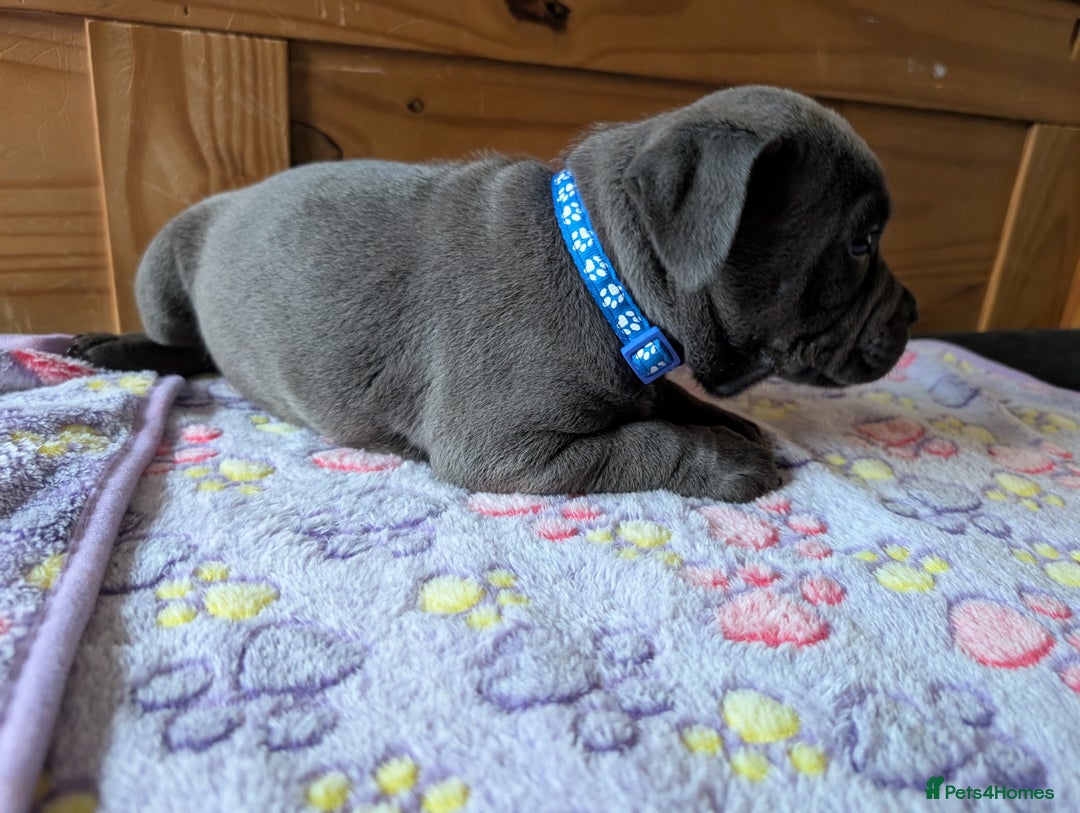 Staffordshire Bull Terrier dogs for sale: Beautiful Kennel registered blue staffie for sale  - Image 5