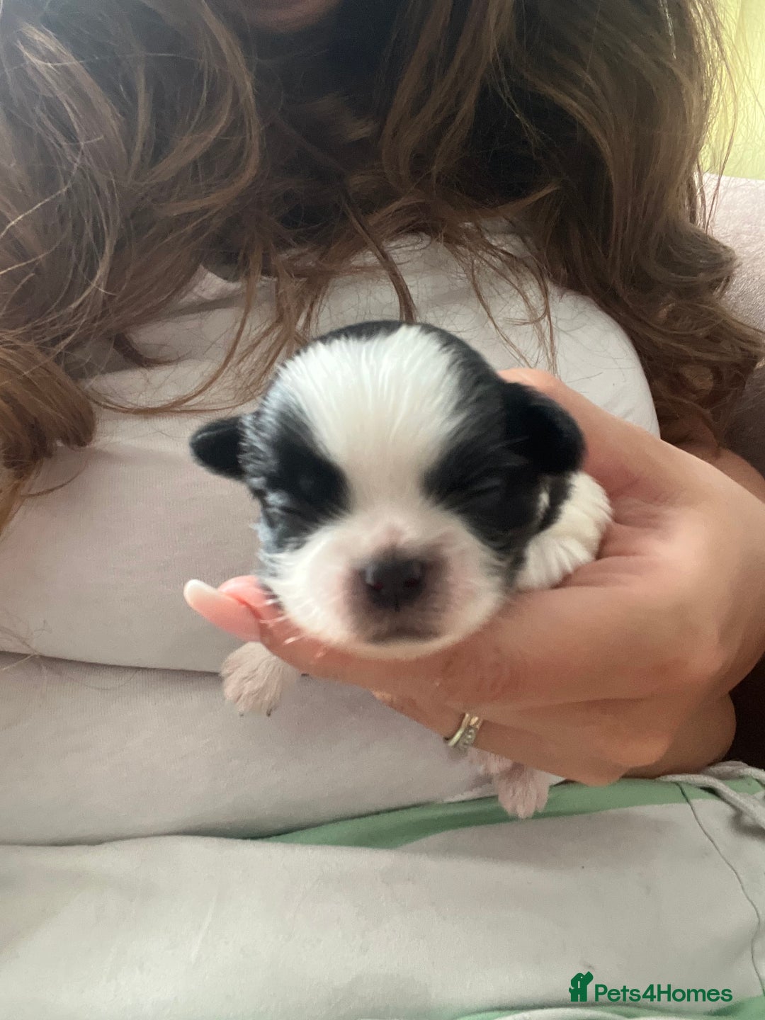 Shih Tzu dogs for sale: Shih tzu puppies  - Image 4