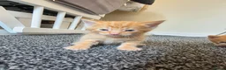 Mixed Breed cats for sale: Kittens 2x twins available end of june  - Advert 3