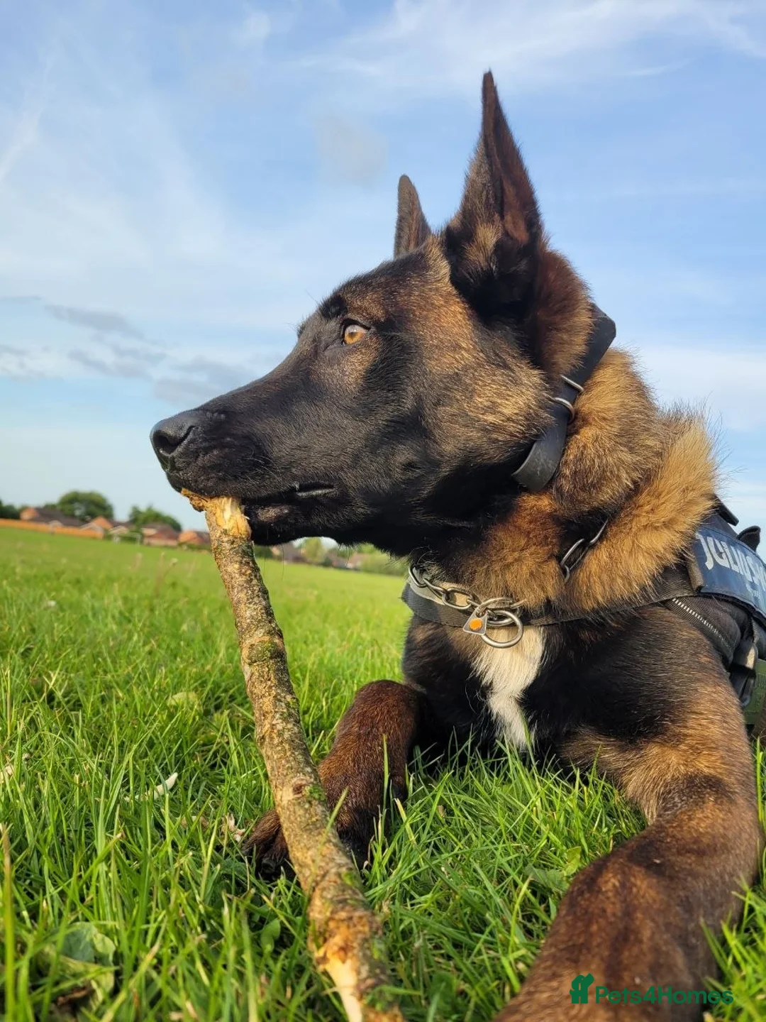 Belgian Shepherd Dog dogs for sale: Two Male Belgian Malinois  in Crewe - Advert 2