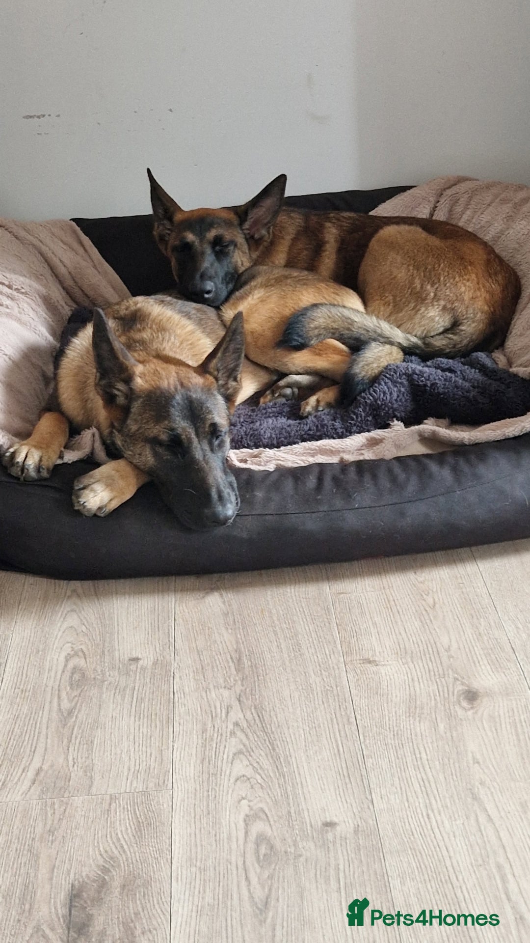 Belgian Shepherd Dog dogs for sale: Sisters  - Advert 4