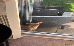 Chihuahua dogs for sale: Our beautiful little male chihuahua  - Image 3