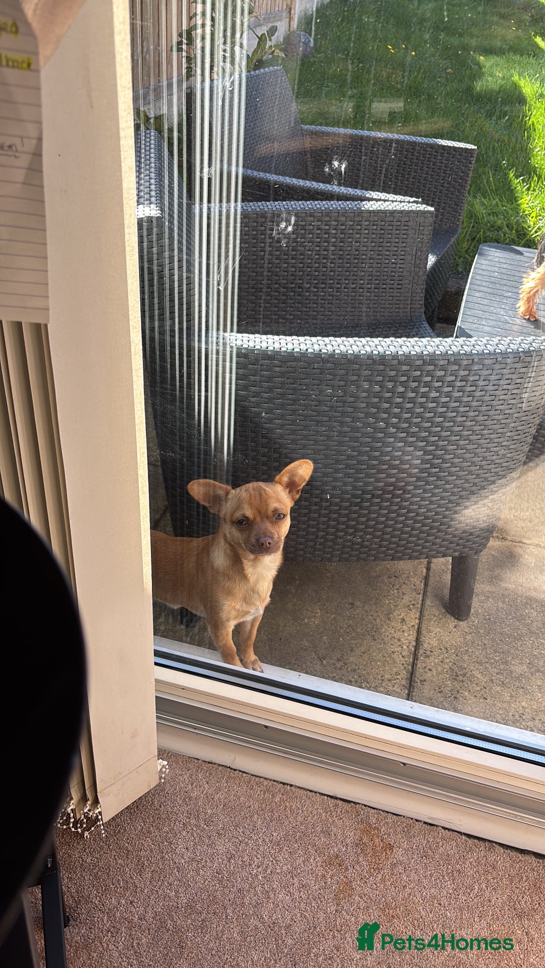 Chihuahua dogs for sale: Our beautiful little male chihuahua  - Image 3